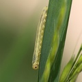 Echte Blattwespe (Tenthredinidae sp.)